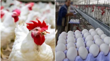 بورصة الدواجن تعلن تراجع أسعار الفراخ البيضاء 25 جنيها قبل عيد الأضحى